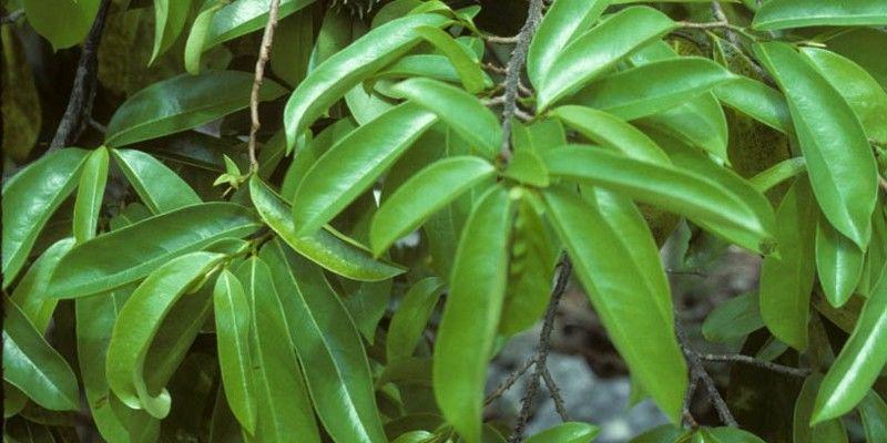 5 Manfaat Daun Sirsak yang Wajib Kamu Ketahui