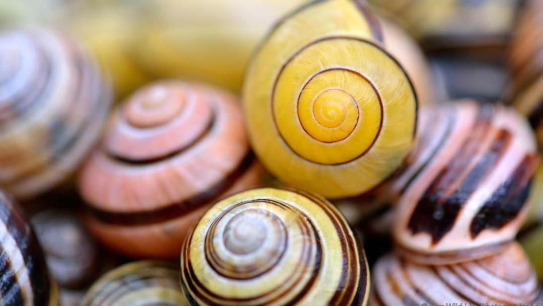 Pilih Siput Ini dan Lihat Rahasia Terdalam dari Dirimu!