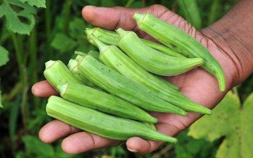 Mengenal Okra, Sayuran Berserat yang Memiliki Segudang Manfaat