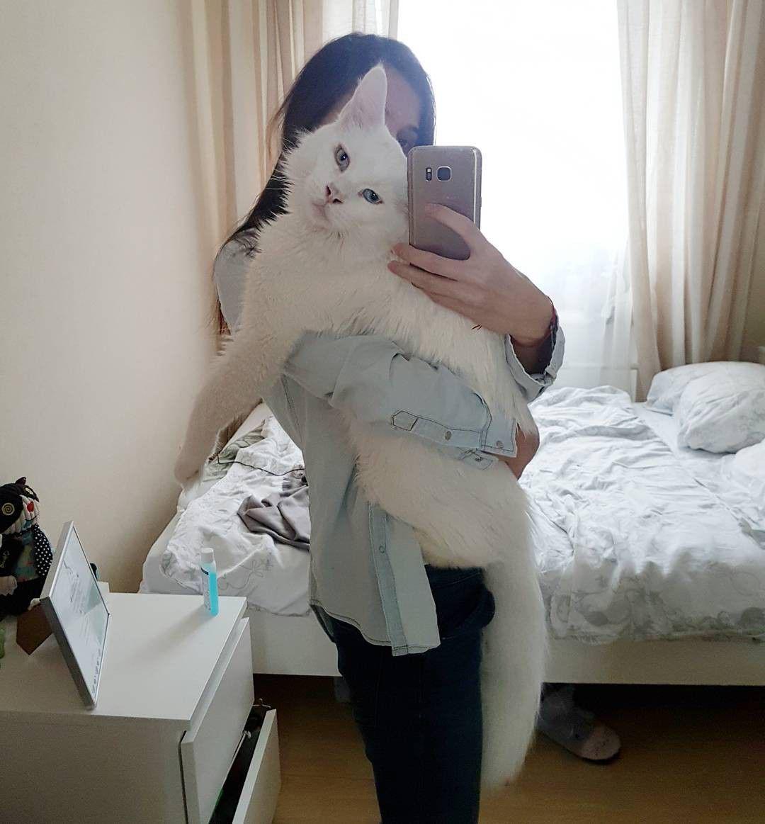 Kucing Raksasa Ini Punya Hobi Dipeluk Pemiliknya Setiap Hari