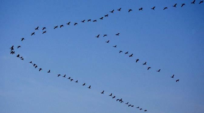 Terkuak, Misteri Formasi `V` Saat Burung Terbang