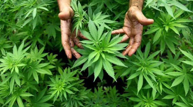 10 Manfaat Ganja yang Akan Membuat Kamu Kaget