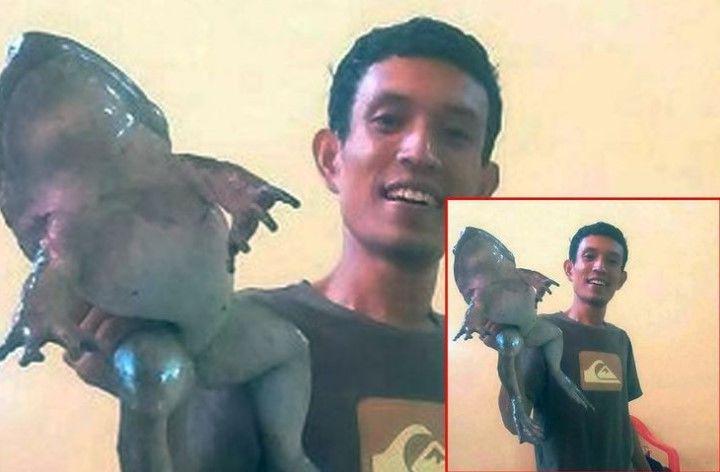 Tak Seperti Katak Pada Umumnya, Pria Ini Temukan Katak Raksasa!