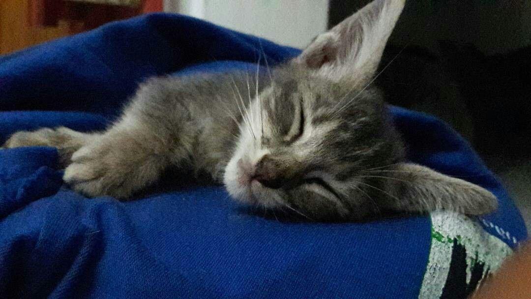 5 Perasaan Kehilangan yang Hanya Dimengerti Pencinta Kucing