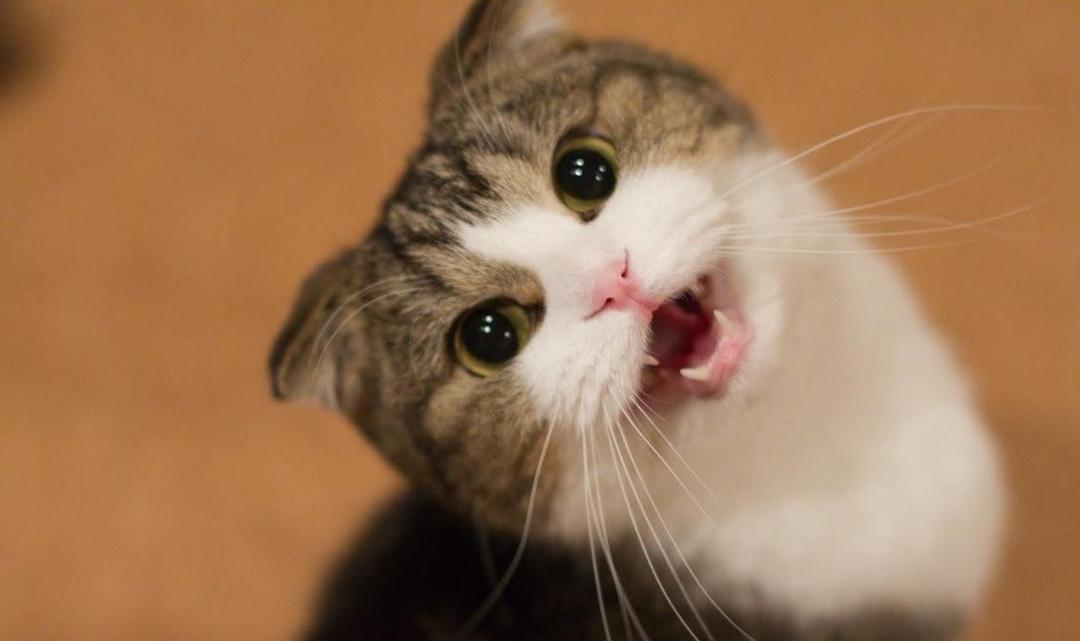 5 Hal yang Perlu Kamu Tahu Soal Meongan Kucing