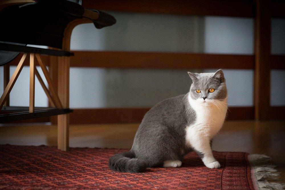 5 Hal Luar Biasa yang Dimiliki Oleh Kucing