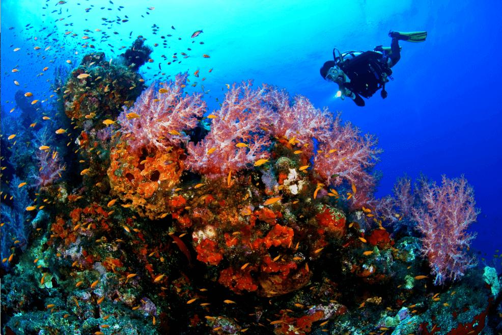 5 Lokasi Diving yang Selalu Masuk Bucket List Diver Kelas Dunia