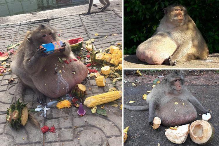 Kasihan, Monyet Ini Obesitas Setelah Dikasih Makan Pengunjung