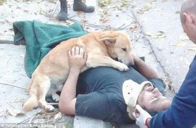 Anjing ini Setia Menjaga Tuannya yang Jatuh dari Pohon Hingga Ambulans Tiba