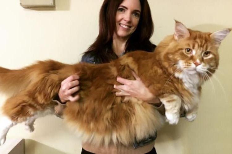 Apakah Kucing Sepanjang 120 cm Ini yang Terbesar di Dunia?