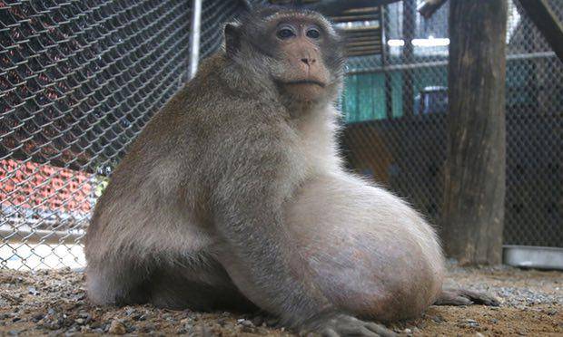 Sakchai Lalit/AP via The Guardian