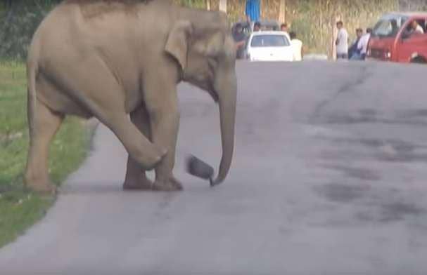 Aksi Gajah Bermain Bola ini Memicu Kemacetan di Jalanan