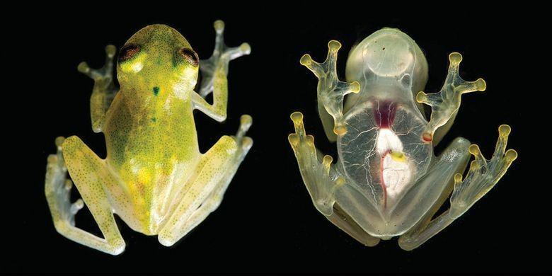 Katak ini Punya Tubuh Sebening Kaca Hingga Organnya Terlihat