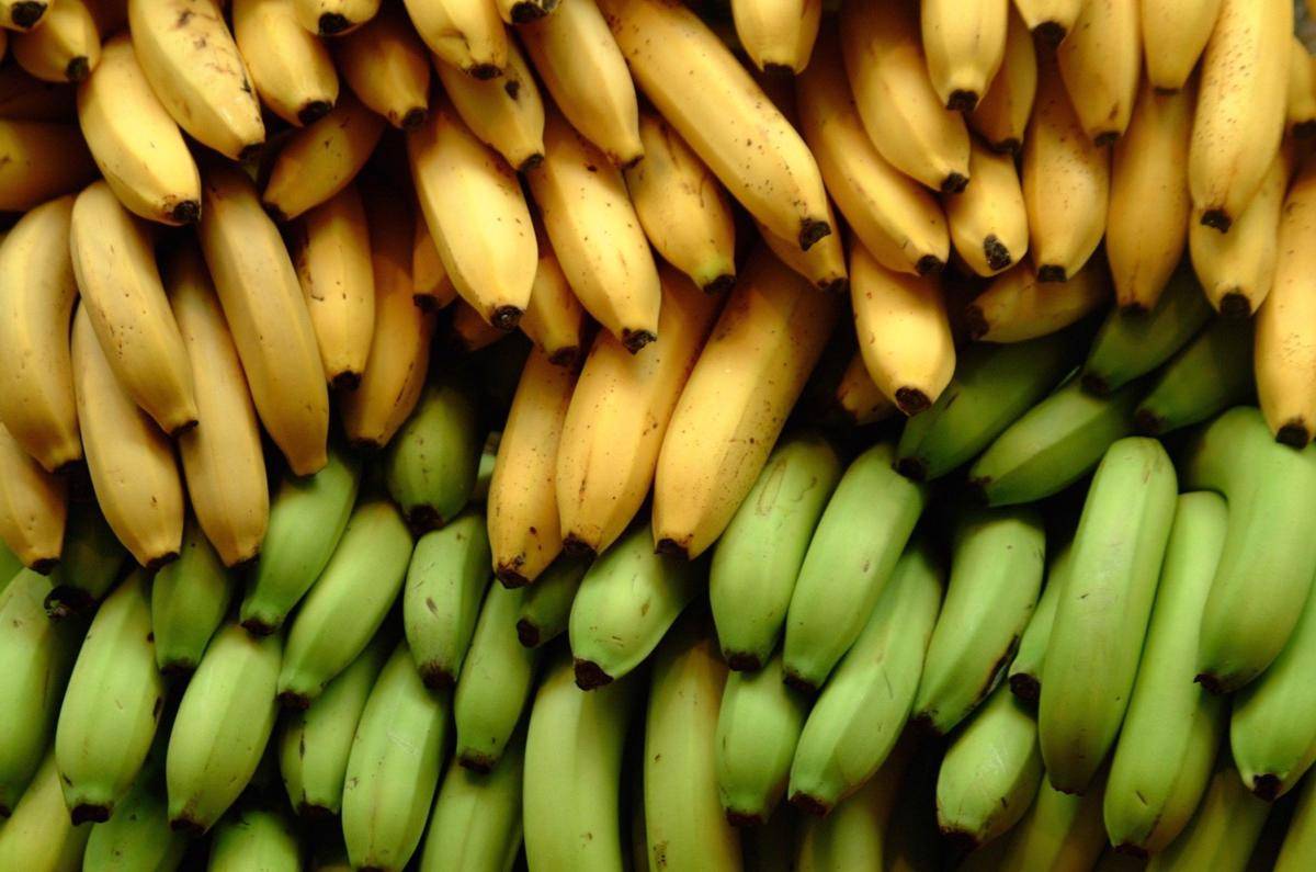 https://www.croptrust.org/crop/banana/