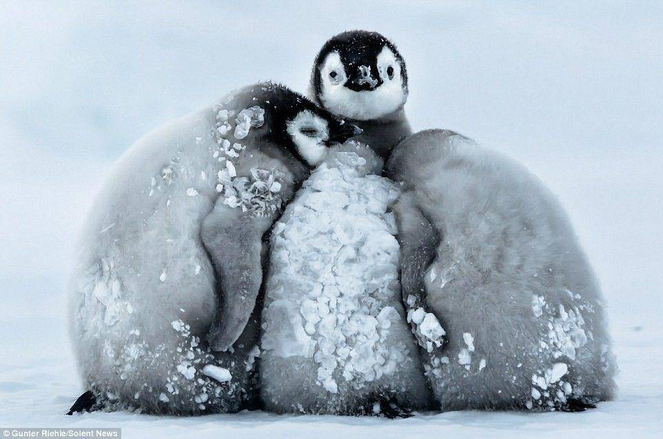 Baby Penguins via dailymail.co.uk
