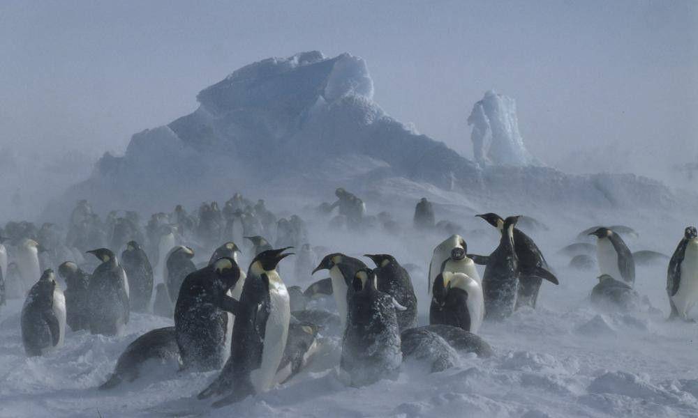 Penguin Antartika via wwf.org.uk