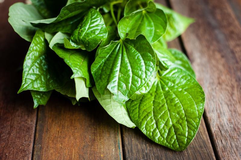 10 Alasan Daun Sirih Bakal Berharga Mahal Beberapa Tahun Lagi