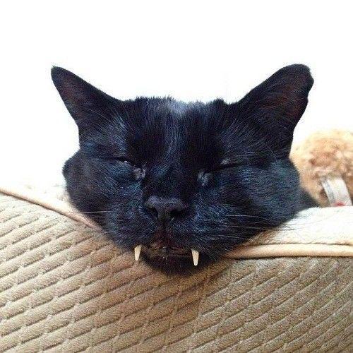 Mirip Vampir, Kucing Ini Jadi Tenar di Instagram