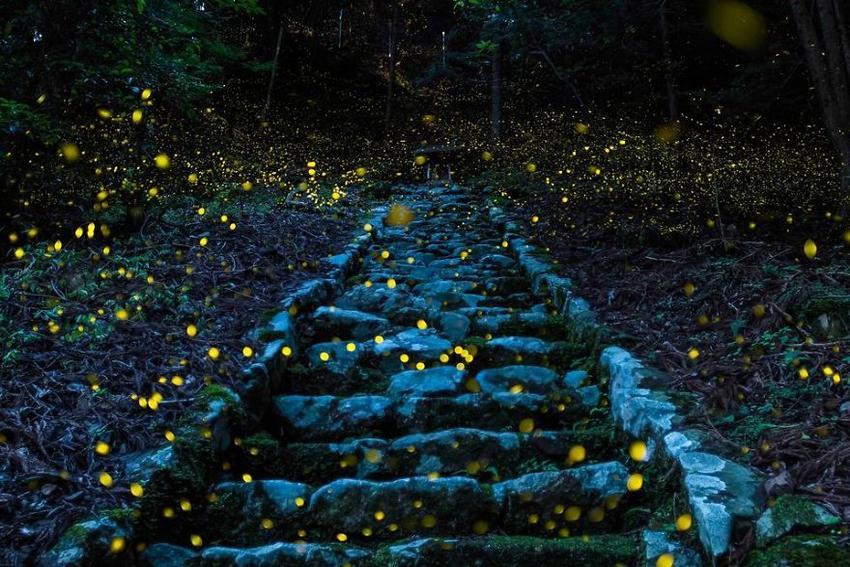 20 Foto Terbaik Kontes NatGeo 2017, Kerennya Mengagumkan!