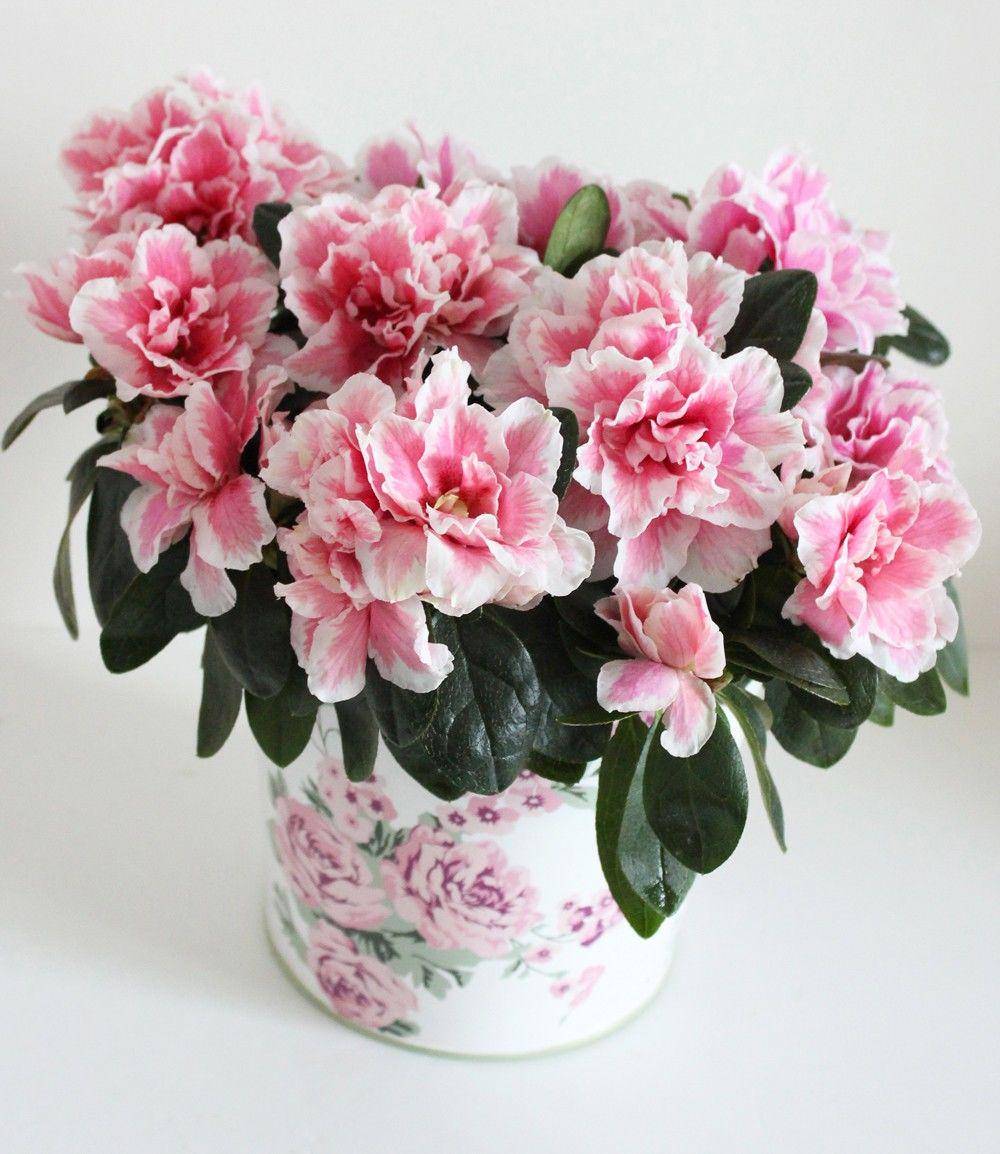 fleur.hk