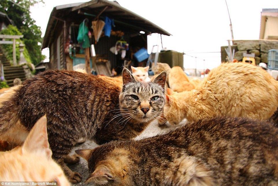 Main ke Aoshima, Yuk! Pulau Surga Bagi Para Pecinta Kucing