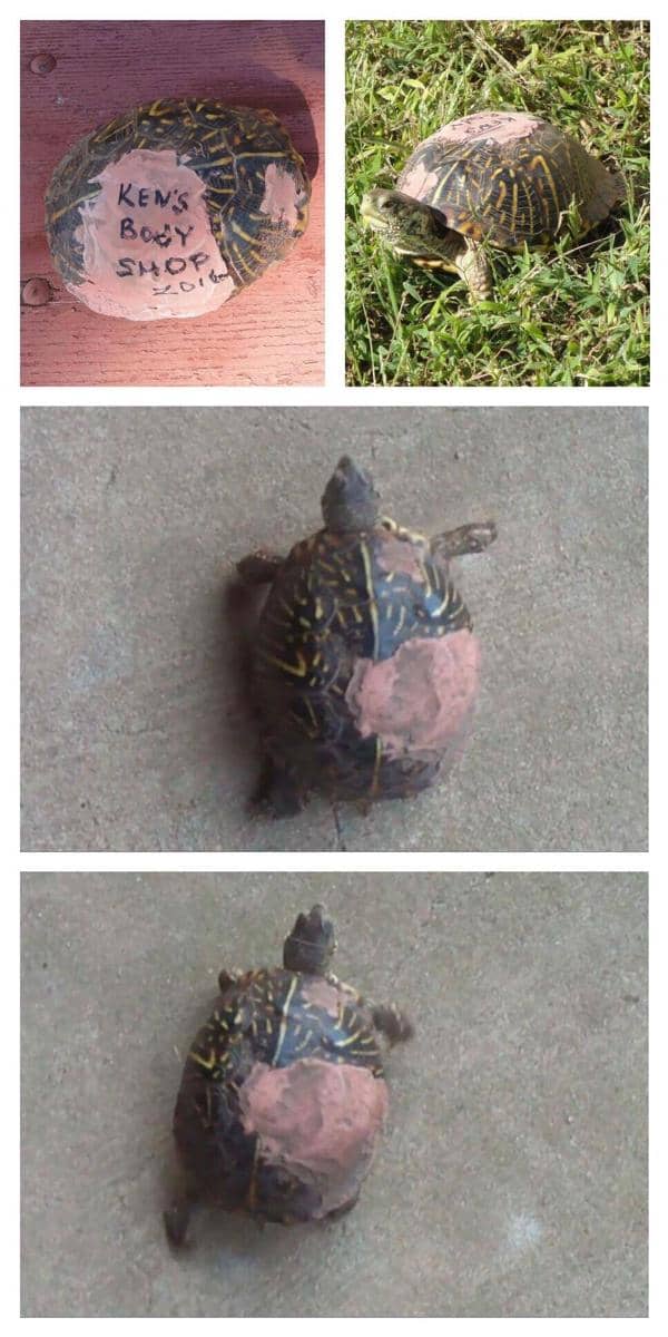 Mengharukan, Kura-kura Ini Kembali Pada Pria yang Menyelamatkannya