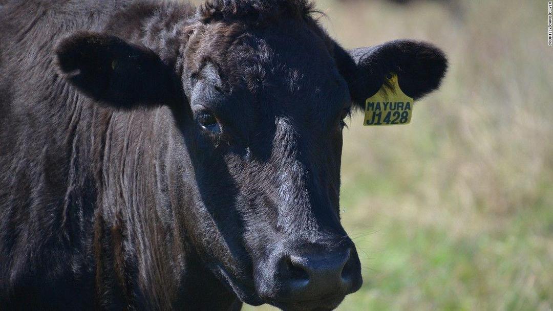 Di Peternakan Ini, Sapi Makan Coklat dan Biskuit