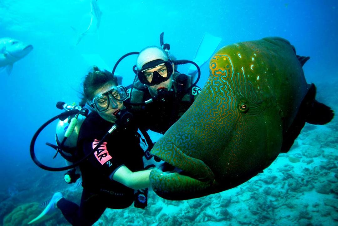 Inilah 4 Hal yang Harus Dipahami Sebelum Kamu Melakukan Diving