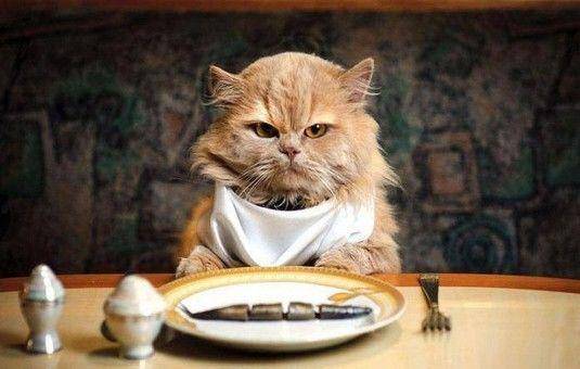 Kucing Anggora Manis