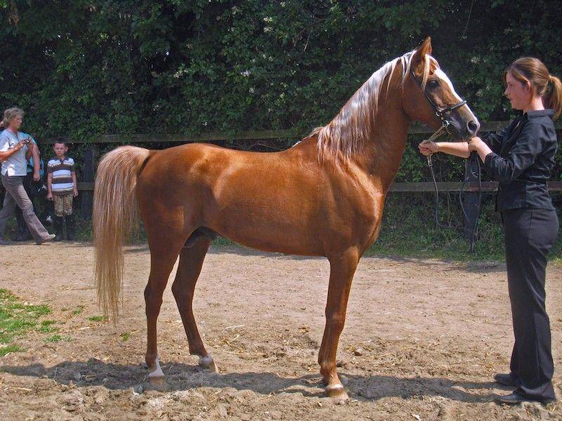 caspianhorsesociety.org