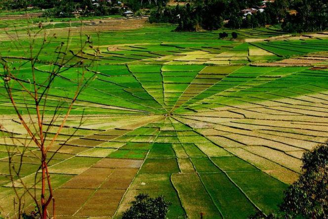 Kesini Yuk! Sawah Sarang Laba-Laba di Flores yang Dikagumi Dunia