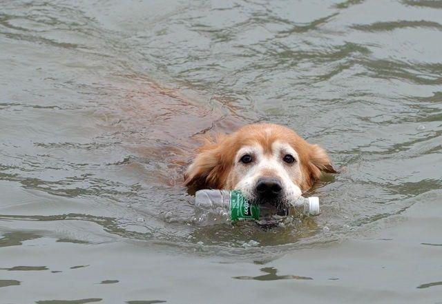 Lihat, Golden Retriever Saja Bisa Menjaga Kebersihan...