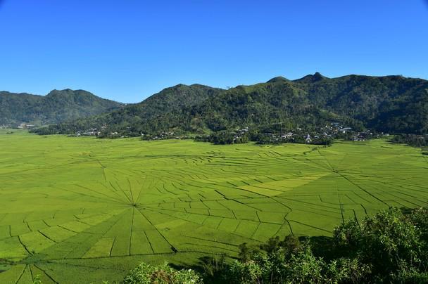 Lingko, Sawah "Jaring Laba-laba" di Flores yang Mempesona