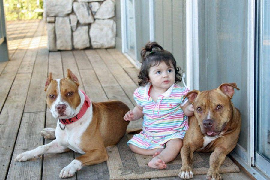 Pitbull Ternyata Dikenal Sebagai Penjaga Bayi Loh, Nih 5 Faktanya