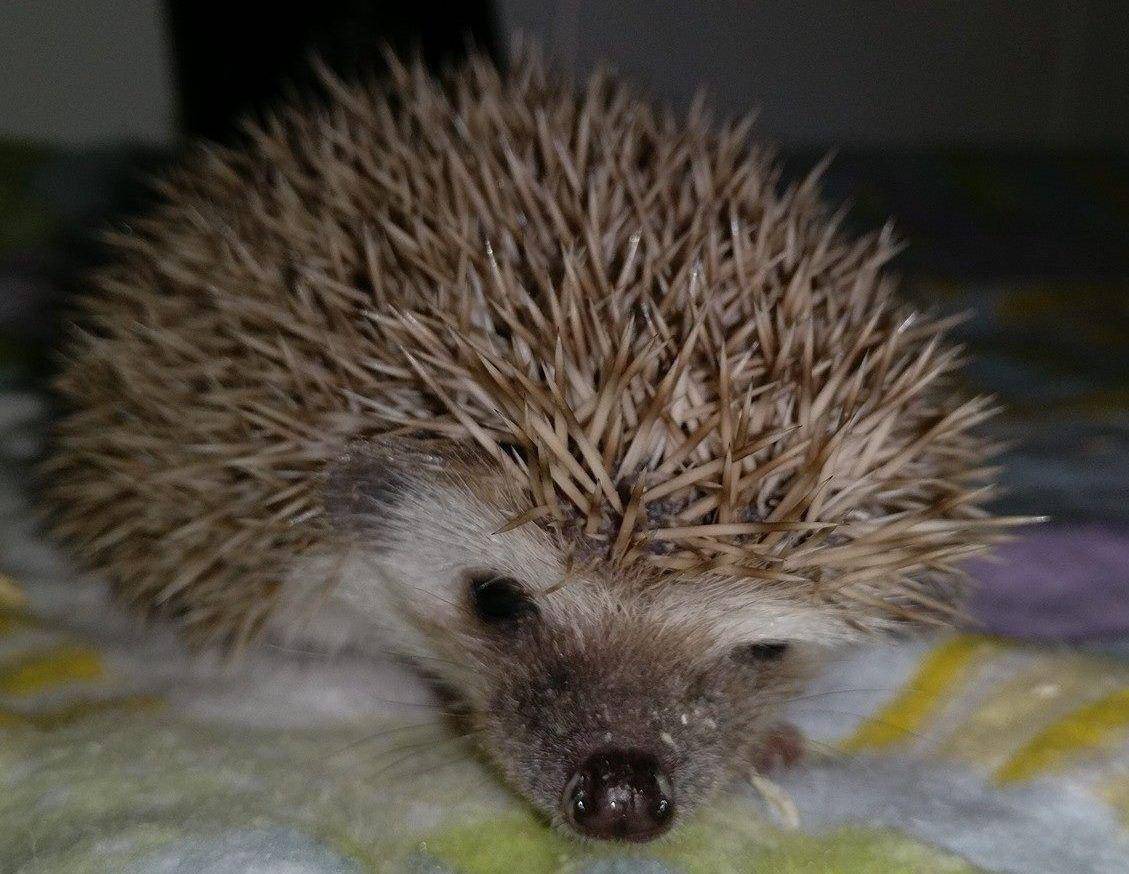 hedgehogville.com