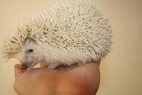 hedgehogcentral.com