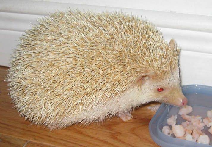 http://animalfactsblog.com/