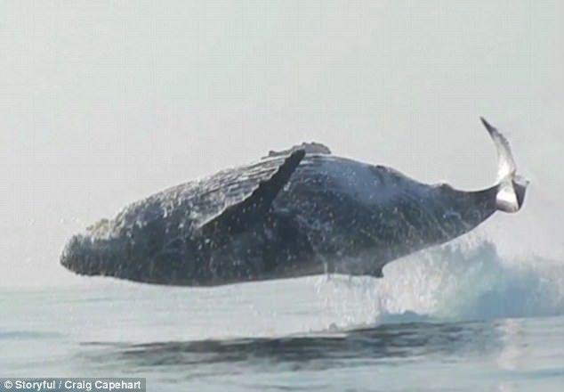 Seperti Ini Penampakan Paus 40 Ton yang Melompat di Atas Air