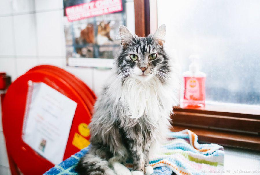 Penggemar Kucing, Wajib Banget Mampir ke Cat Boat di Belanda Ini!