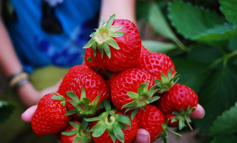 Liburan Makin Seru, Mampir ke Wisata Petik Buah Ini Aja, guys!