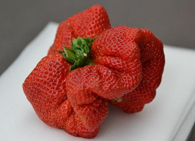 10 Makanan Ini Berhasil Pecahkan Rekor Dunia Lho!