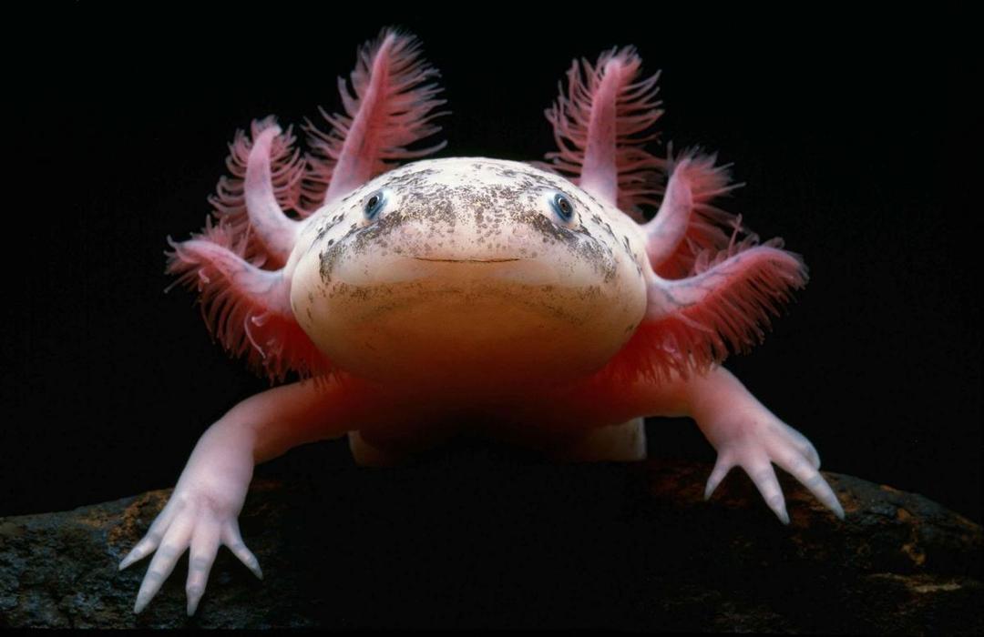 Kenali, yuk Axolotl, Hewan Lucu yang Akan Selalu Membuatmu Tersenyum