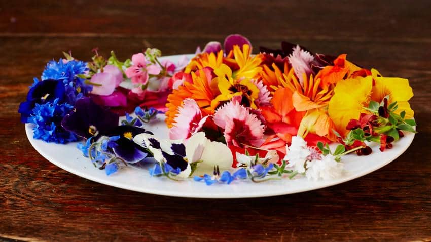 Wew! Ternyata 10 Bunga Cantik Ini Bisa Dimakan lho!
