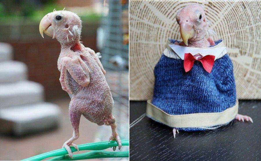 https://www.instagram.com/rhea_thenakedbirdie/