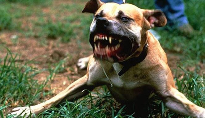 Keluarga: Anjing Penggigit Sasa Harus Dihukum Mati