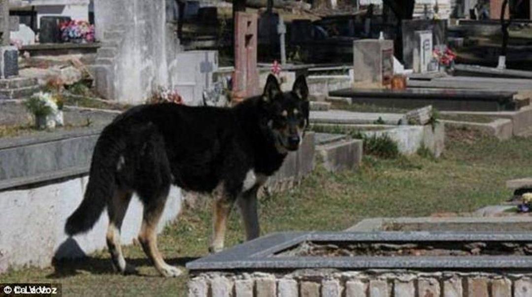 Mengharukan, Anjing Herder Tidur di Makam Majikan Lebih Dari 10 Tahun