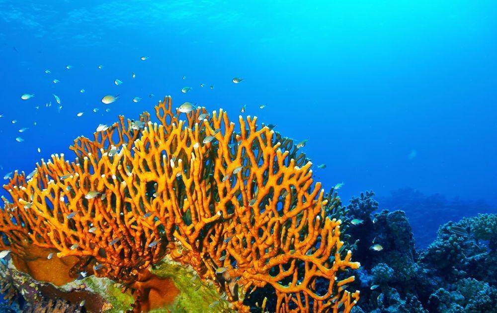 http://www.scubadiving.com