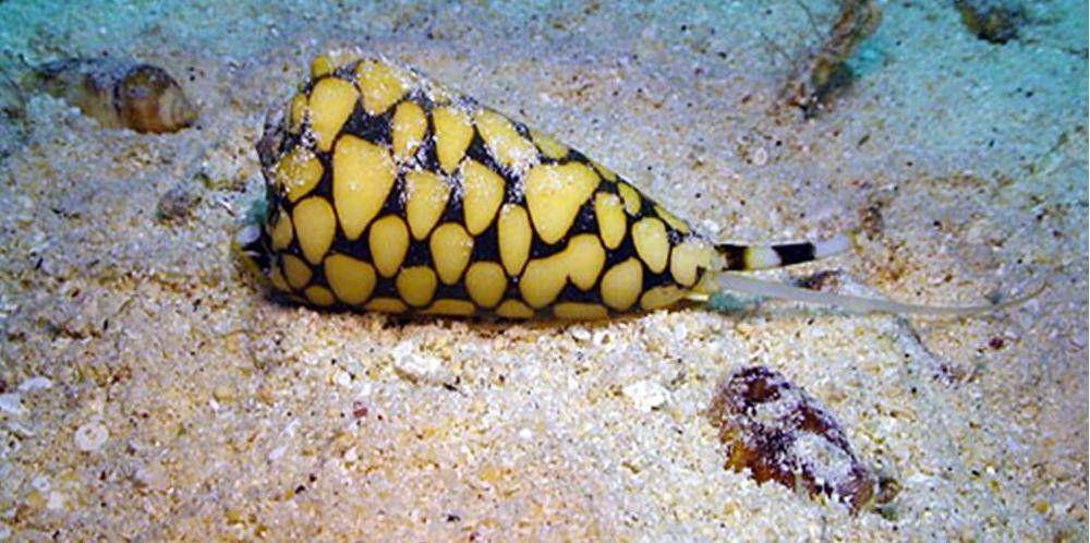 http://www.underwaterkwaj.com