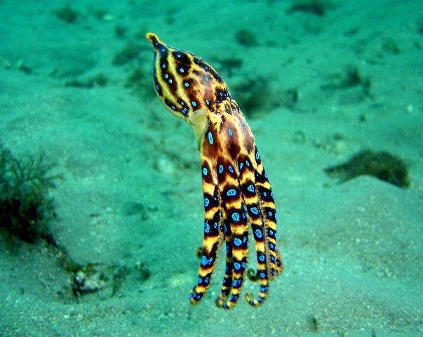 http://www.cape-york-australia.com