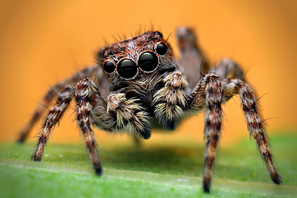 Kamu Penderita Arachnophobia? Tes dengan 11 Gambar Ini